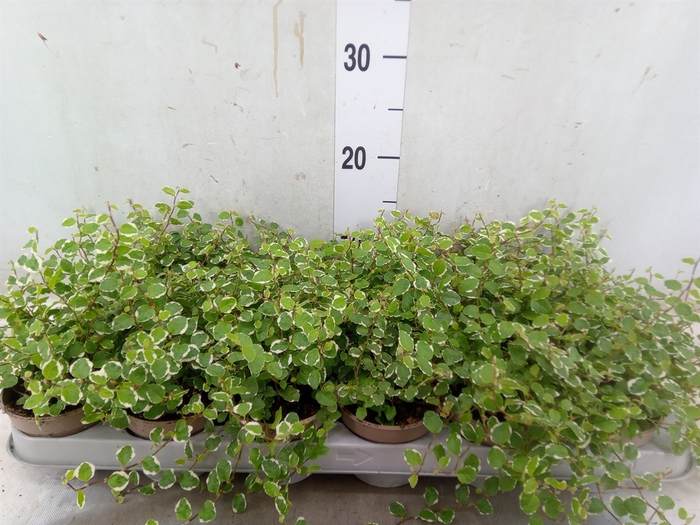 <h4>Ficus pumila 'White Sunny'</h4>