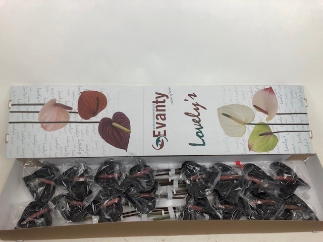 <h4>Anthurium Black Love</h4>