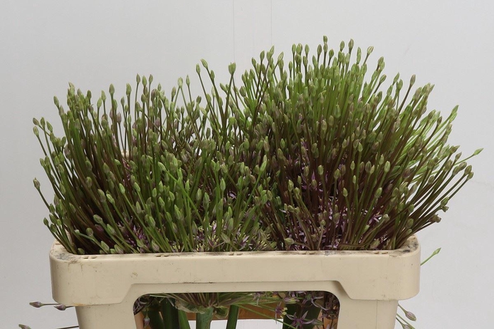 <h4>Allium schubertii</h4>