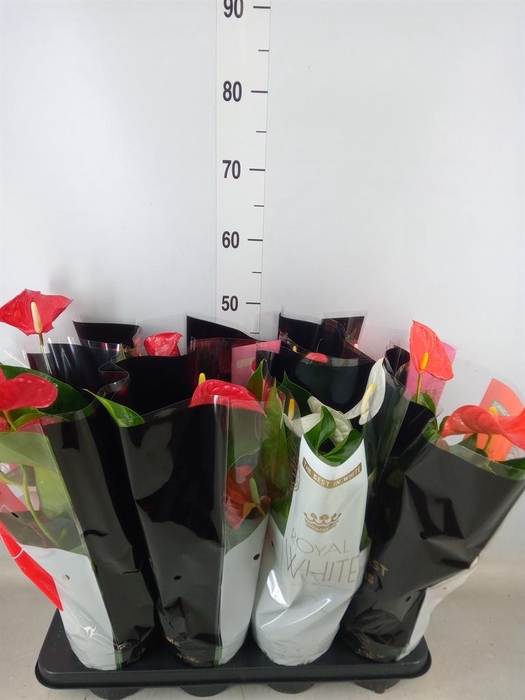 <h4>Anthurium   ...mix</h4>