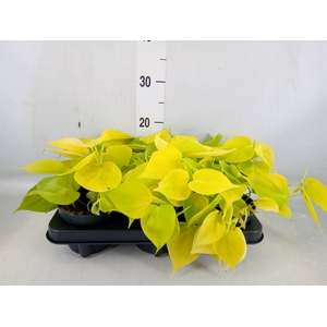 Philodendron scand. 'Lemon Lime'
