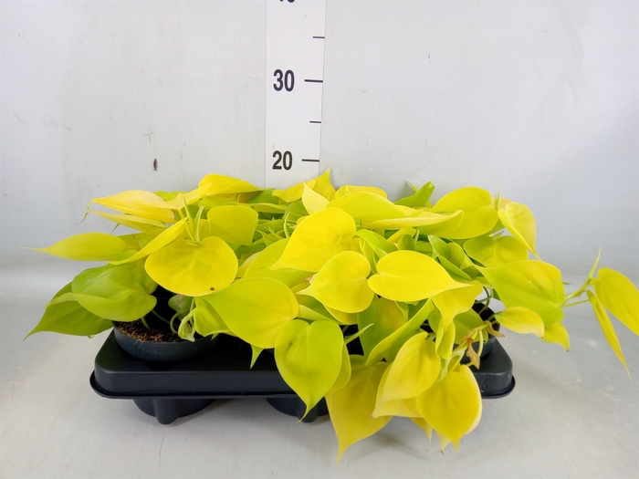 <h4>Philodendron scand. 'Lemon Lime'</h4>