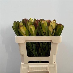 Leucad Saf Goldstrik