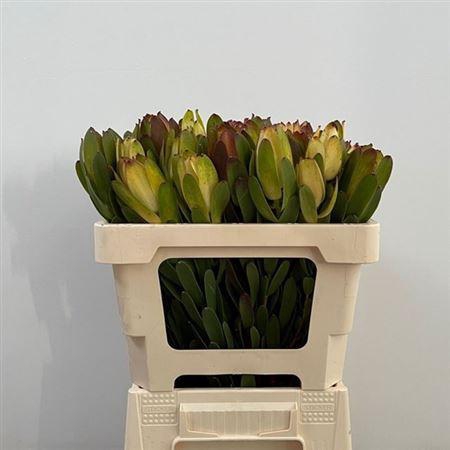 <h4>Leucad Saf Goldstrik</h4>