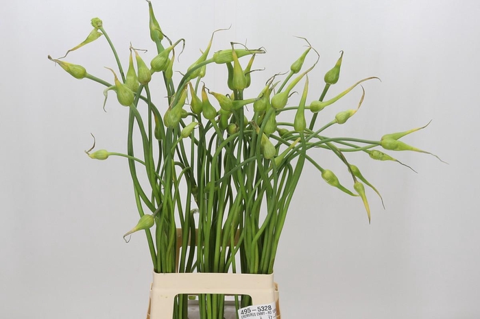<h4>Allium Sativum Ophioscorodon</h4>