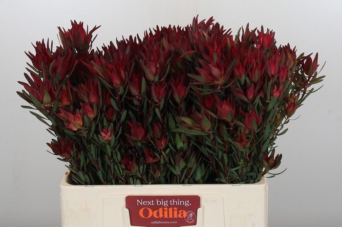 <h4>LEUCAD SAL BLUSH</h4>