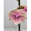 Phalaenopsis overig