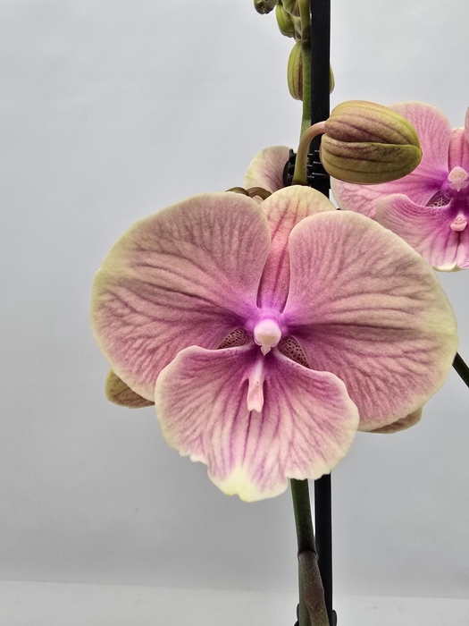 Phalaenopsis overig