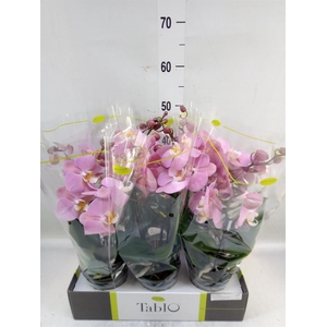 Phalaenopsis   ...rose