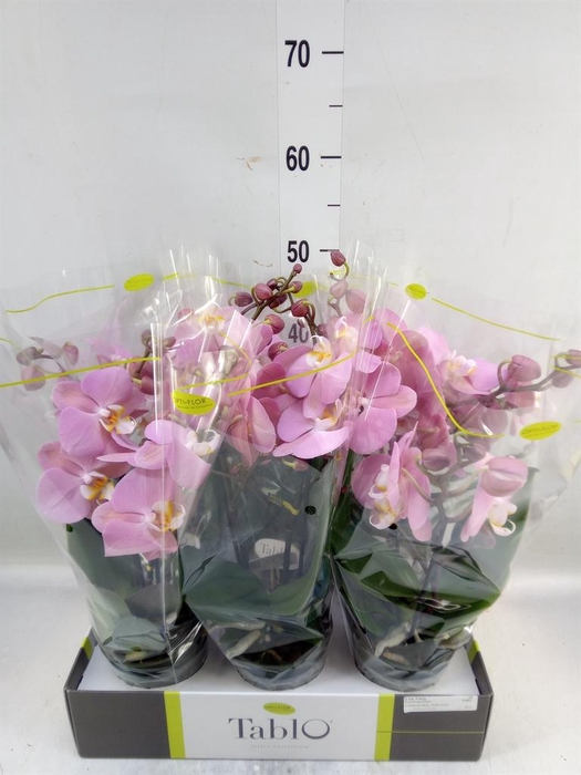 <h4>Phalaenopsis   ...rose</h4>