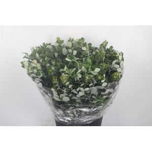 Pitto Ralphi Per Bunch Super