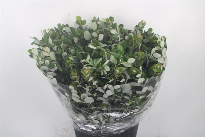 <h4>Pitto Ralphi Per Bunch Super</h4>