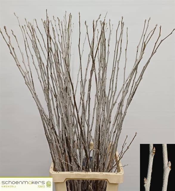 <h4>POPULUS ALBA</h4>