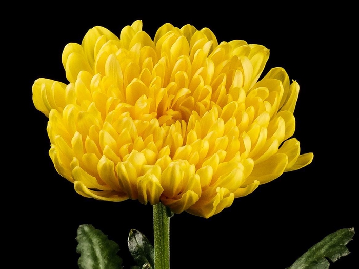 <h4>Chrys Gran Canaria</h4>