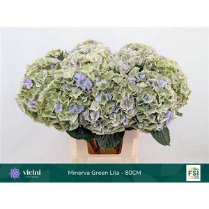 Hydr M My Minerva Cl 80cm