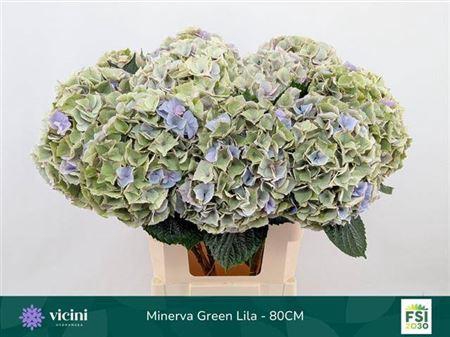 <h4>Hydr M My Minerva Cl 80cm</h4>