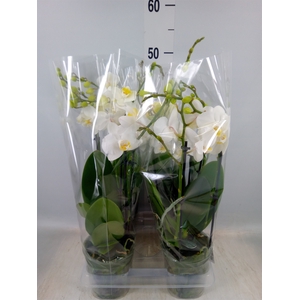 Phalaenopsis multi.   ...white