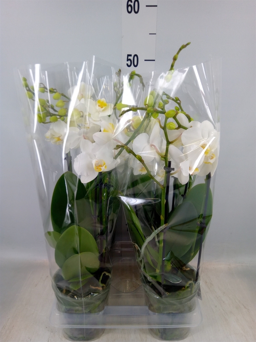 <h4>Phalaenopsis multi.   ...white</h4>