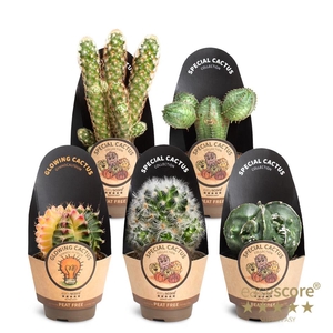 Cactus Special Collection