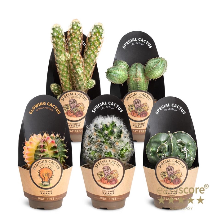 <h4>Cactus Special Collection</h4>