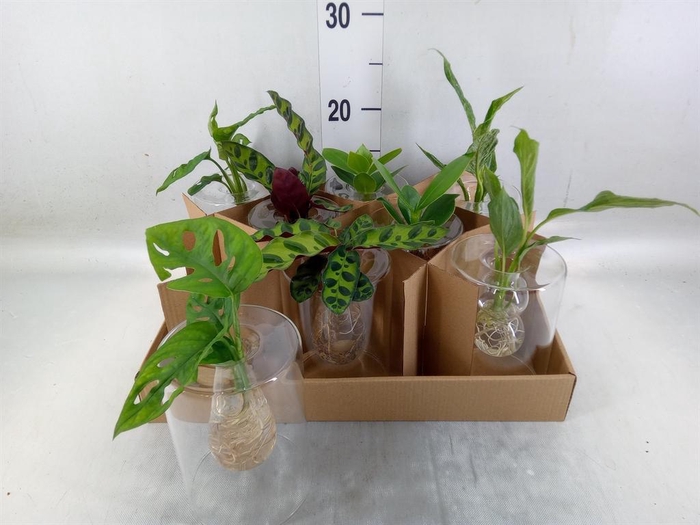 <h4>Planten ..mix</h4>