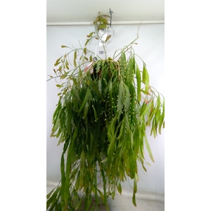 Rhipsalis   ...