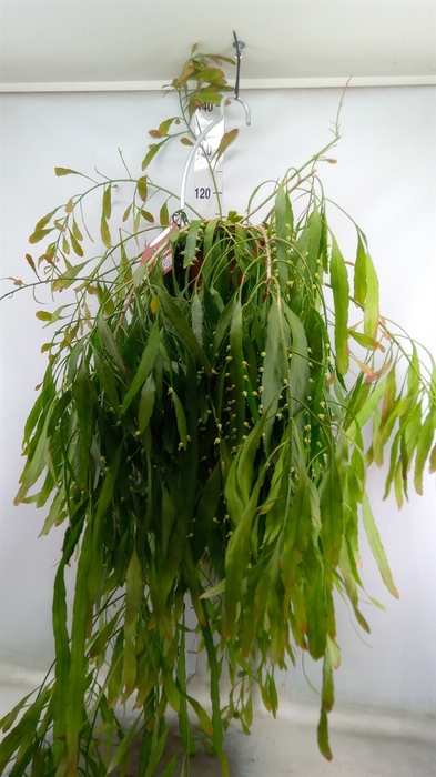 <h4>Rhipsalis   ...</h4>