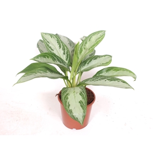 Aglaonema Silver Bay