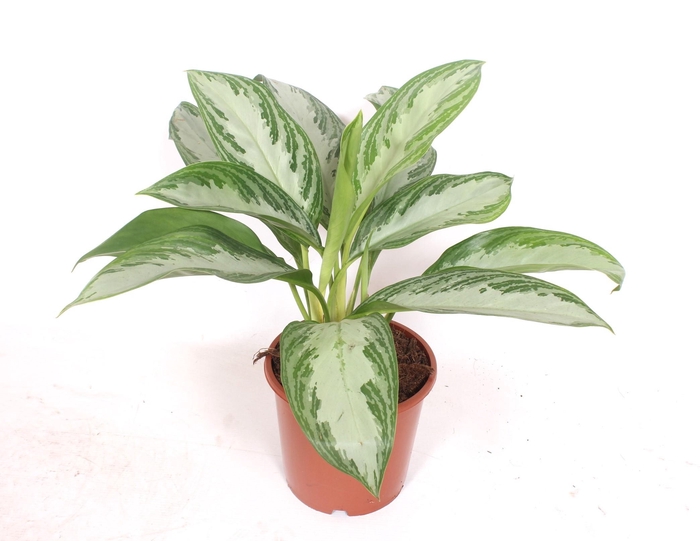 <h4>Aglaonema Silver Bay</h4>