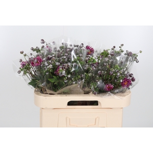 Anemone Margarete