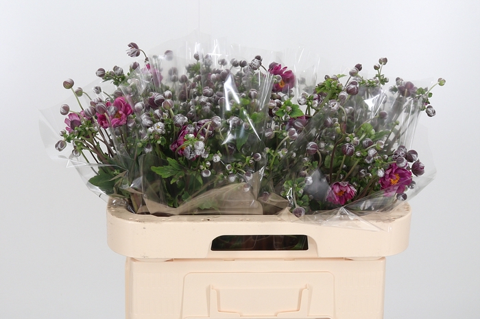 <h4>Anemone Margarete</h4>