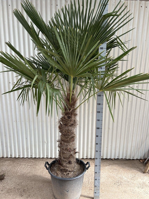 <h4>TRACHYC FORTUNEI</h4>