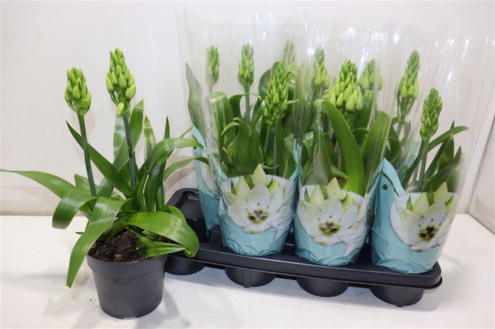 <h4>Ornithogalum Thyrsoi</h4>