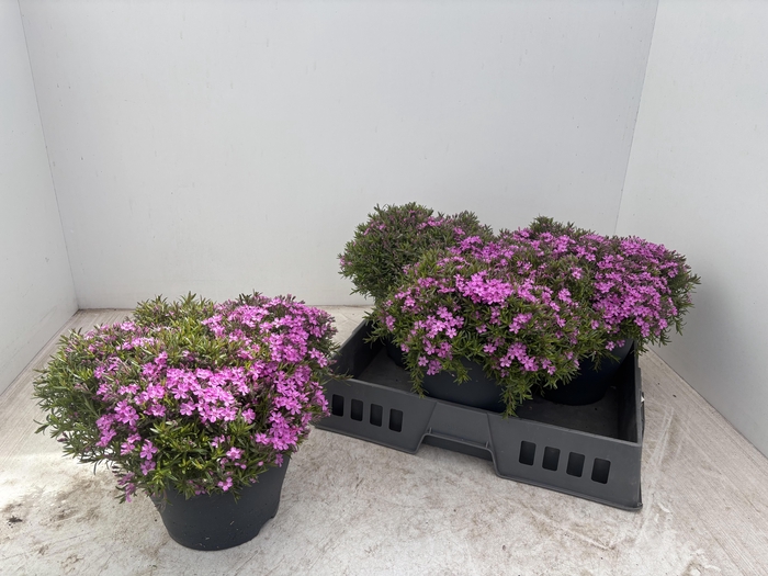 <h4>PHLOX S G.F. WILSON</h4>