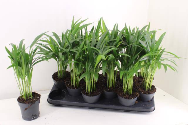 <h4>DYPSIS LUTESCENS</h4>