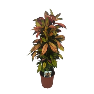 Codiaeum Variegatum Mrs. Iceton