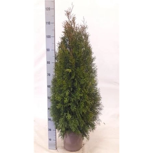 Thuja O Smaragd Outdoor A2 Per Trolley