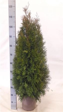 <h4>Thuja O Smaragd Outdoor A2 Per Trolley</h4>