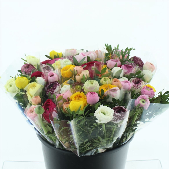 <h4>Ranunculus Pistache Bq X 7</h4>