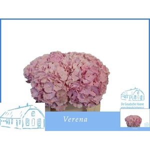 HYDR M CH VERENA