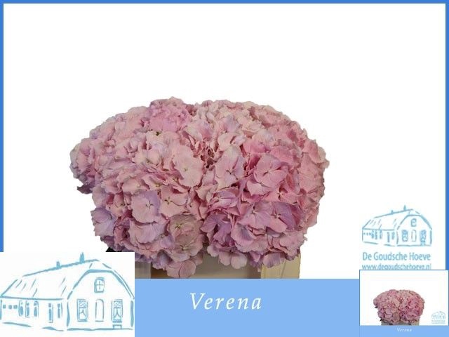 <h4>HYDR M CH VERENA</h4>