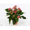 Anthurium andr. 'Joli'