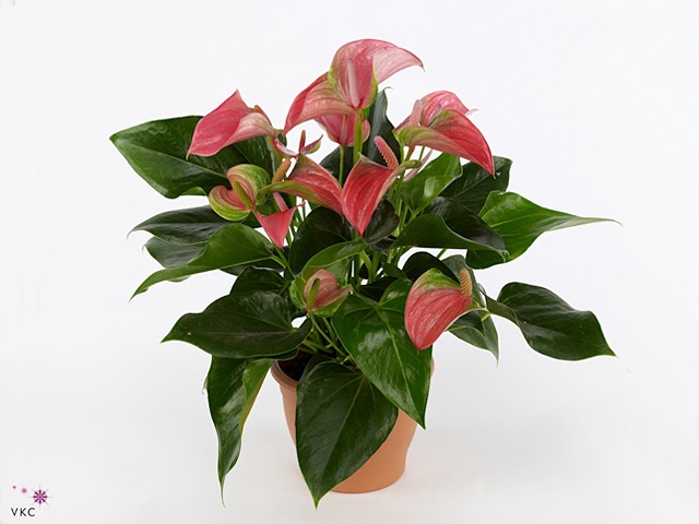 Anthurium andr. 'Joli'