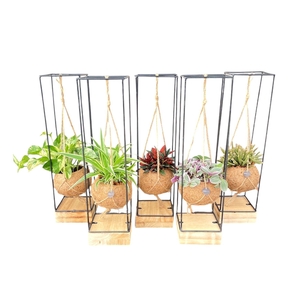 Kokodama 15 cm Industrial Eden collection Hanging concept