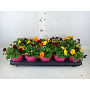 Viola corn. 'Evo Mini MM Madrid'