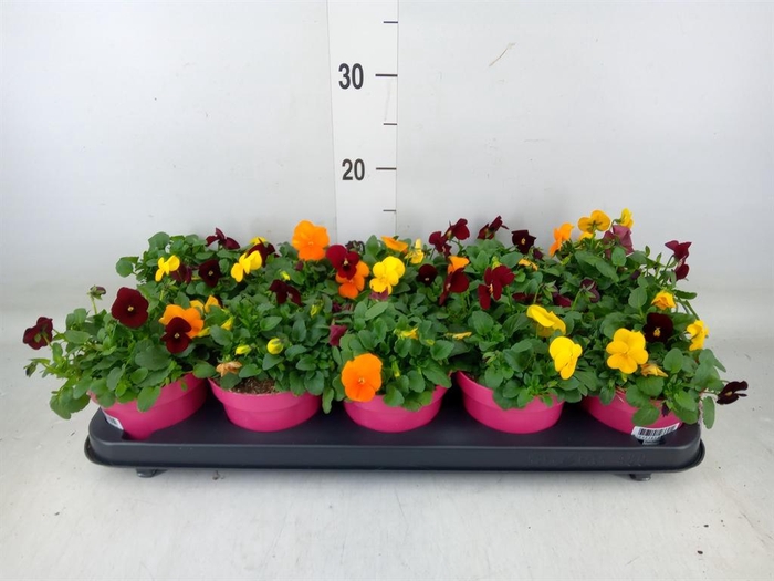 <h4>Viola corn. 'Evo Mini MM Madrid'</h4>