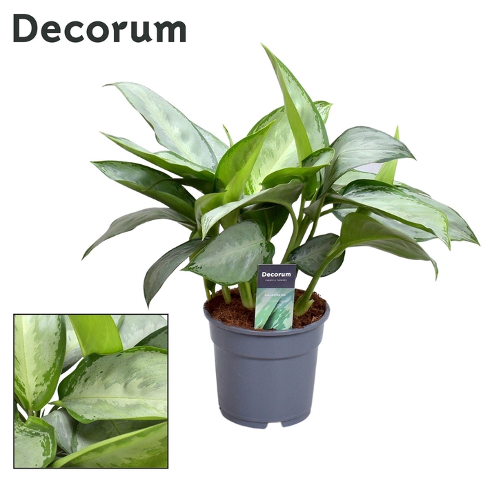 <h4>Aglaonema Silverado</h4>