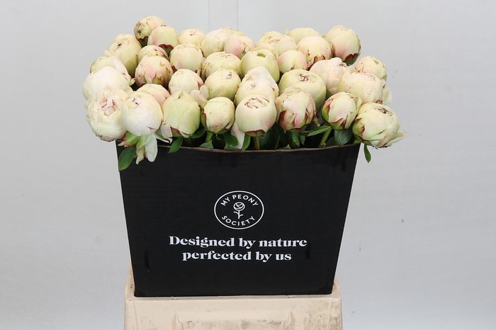 <h4>Paeonia Odile</h4>