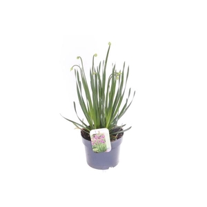Allium schoenoprasum