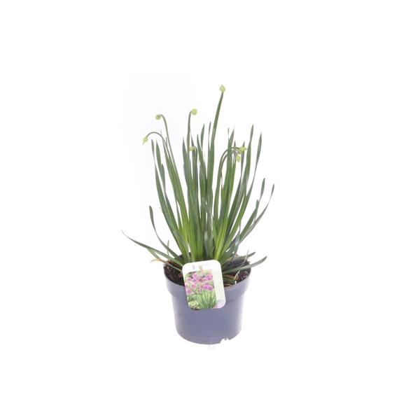<h4>Allium schoenoprasum</h4>